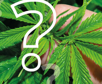 Cannabis: Wir klären auf