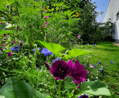 In der Tagesstätte Hannover blühen die Wildblumen.
