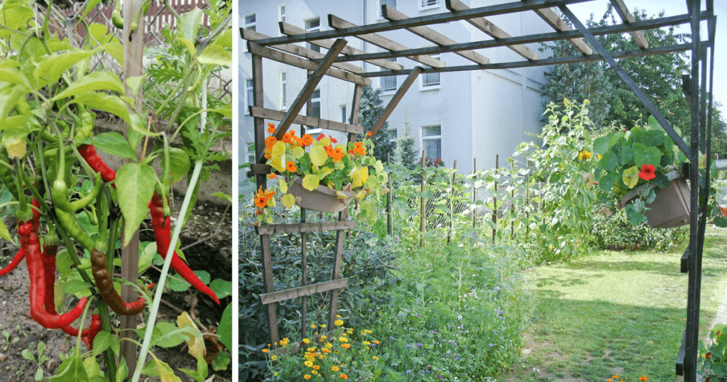 Im Garten der Tagesstätte Hannover genißen die Teilnehmenden den Spätsommer.